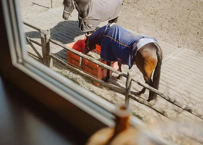 Restaurant D'n Dries Hotel 3*