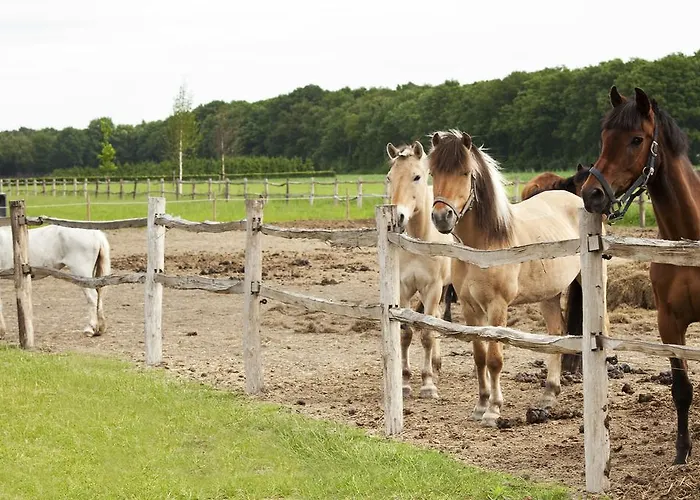 Restaurant D'n Dries 3* Drunen